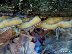 Klikni pro velký obrázek