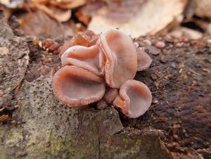 Klikni pro velký obrázek