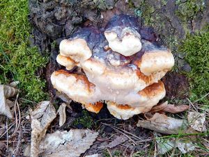 Klikni pro velký obrázek