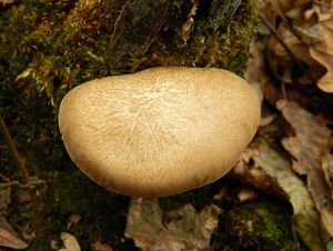 Klikni pro velký obrázek