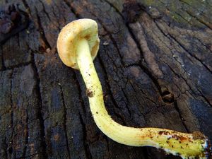 Klikni pro velký obrázek