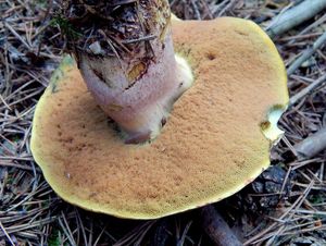 Klikni pro velký obrázek