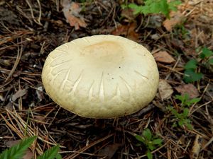 Klikni pro velký obrázek