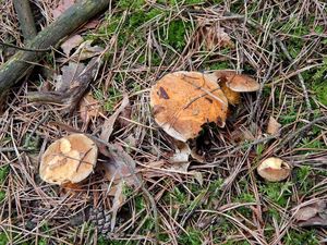 Klikni pro velký obrázek