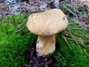 Klikni pro velký obrázek