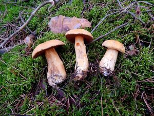 Klikni pro velký obrázek