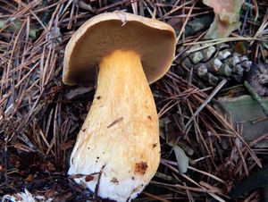 Klikni pro velký obrázek