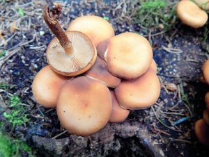 Klikni pro velký obrázek