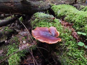 Klikni pro velký obrázek