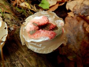 Klikni pro velký obrázek