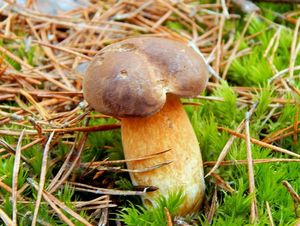 Klikni pro velký obrázek