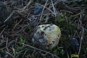 Klikni pro velký obrázek