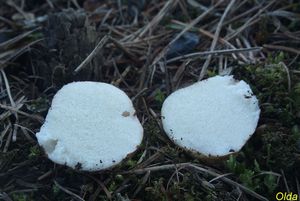 Klikni pro velký obrázek