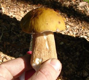 Klikni pro velký obrázek