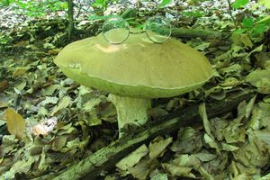 Klikni pro velký obrázek