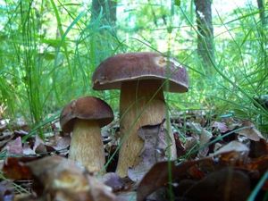 Klikni pro velký obrázek