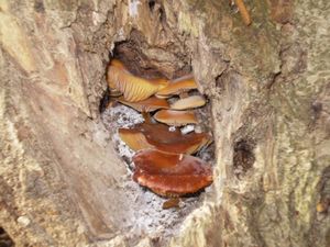 Klikni pro velký obrázek