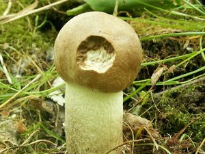 Klikni pro velký obrázek