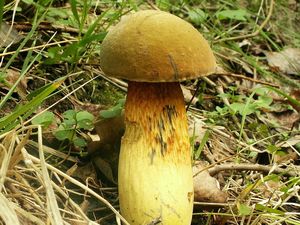 Klikni pro velký obrázek