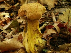 Klikni pro velký obrázek