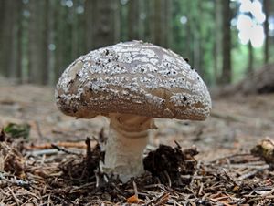 Klikni pro velký obrázek