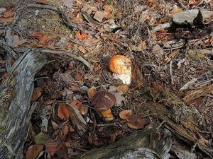 Klikni pro velký obrázek