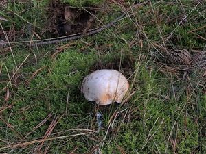 Klikni pro velký obrázek