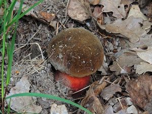 Klikni pro velký obrázek