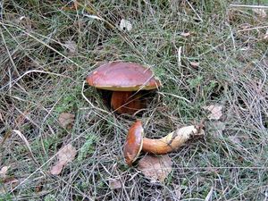 Klikni pro velký obrázek