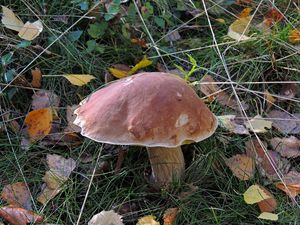 Klikni pro velký obrázek