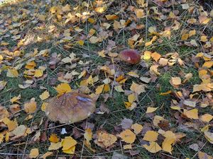 Klikni pro velký obrázek