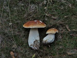 Klikni pro velký obrázek