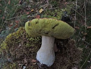 Klikni pro velký obrázek