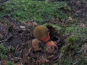 Klikni pro velký obrázek