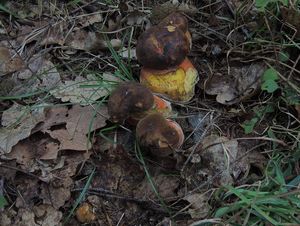 Klikni pro velký obrázek