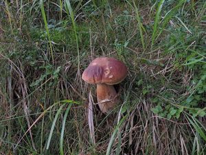 Klikni pro velký obrázek