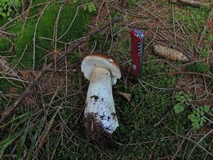 Klikni pro velký obrázek