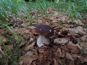 Klikni pro velký obrázek