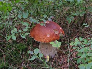 Klikni pro velký obrázek