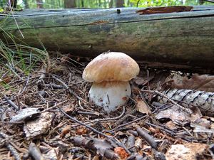 Klikni pro velký obrázek