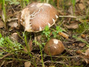 Klikni pro velký obrázek