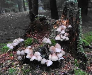 Klikni pro velký obrázek