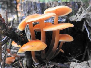 Klikni pro velký obrázek