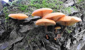 Klikni pro velký obrázek