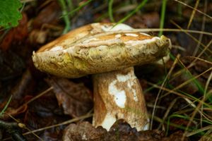 Klikni pro velký obrázek