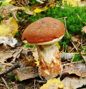 Klikni pro velký obrázek