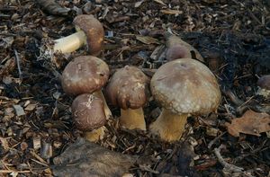 Klikni pro velký obrázek