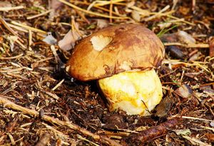 Klikni pro velký obrázek