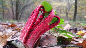 Klikni pro velký obrázek