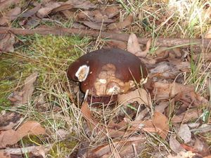 Klikni pro velký obrázek